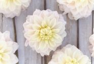 Dahlia hortensis White Cream