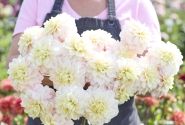 Dahlia hortensis White Cream