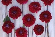 Dahlia hortensis Semino