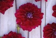 Dahlia hortensis Semino