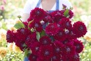 Dahlia hortensis Semino