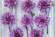 Dahlia hortensis Mutant Thomas Edison