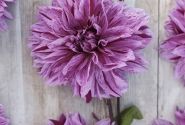 Dahlia hortensis Mutant Thomas Edison