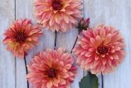 Dahlia hortensis Dorita