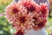 Dahlia hortensis Dorita
