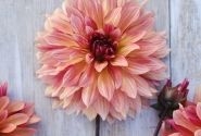 Dahlia hortensis Dorita