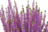 Calluna vulgaris Beauty Ladies Lyna(11 cm)