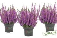 Calluna vulgaris Beauty Ladies Lyna(11 cm)