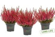 Calluna vulgaris Beauty Ladies Sabine (11 cm)