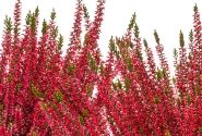 Calluna vulgaris Beauty Ladies Sabine (11 cm)