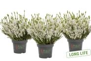 Calluna vulgaris Beauty Ladies Veluwe (11 cm)