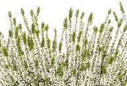 Calluna vulgaris Beauty Ladies Veluwe (11 cm)