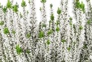 Calluna vulgaris Beauty Ladies Vivienne (11 cm)
