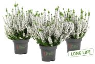 Calluna vulgaris Beauty Ladies Vivienne (11 cm)