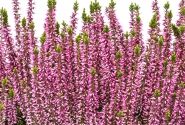 Calluna vulgaris Beauty Ladies Michelle (11 cm)