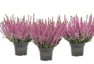 Calluna vulgaris Beauty Ladies Michelle (11 cm)
