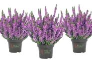 Calluna vulgaris Beauty Ladies Luka (11 cm)