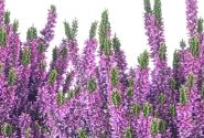 Calluna vulgaris Beauty Ladies Luka (11 cm)