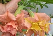 Brugmansia suavolens (Datura) A.face Superspot