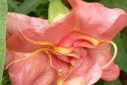 Brugmansia suavolens (Datura) A.face Superspot