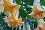 Brugmansia suavolens (Datura) Angels endless summer