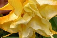 Brugmansia suavolens (Datura) Angels endless summer