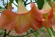 Brugmansia suavolens DS Feul Feullet