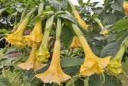 Brugmansia suavolens (Datura) DS Stella