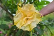Brugmansia suavolens (Datura) DS Stella