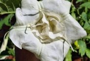 Brugmansia suavolens (Datura) Erika