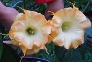 Brugmansia suavolens (Datura) SB Bijou pour Laetitia