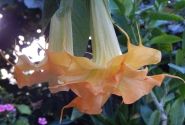 Brugmansia suavolens (Datura) SB Bijou pour Laetitia