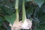 Brugmansia suavolens (Datura) SB Francette
