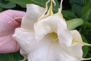 Brugmansia suavolens (Datura) SB Francette