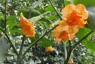 Brugmansia suavolens (Datura) SB L'aura de Martine