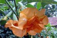 Brugmansia suavolens (Datura) SB L'aura de Martine