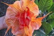 Brugmansia suavolens (Datura) SB Le Magnifique