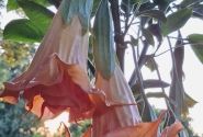 Brugmansia suavolens (Datura) SB Le Magnifique