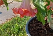 Brugmansia suavolens (Datura) SB Nicole