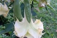 Brugmansia suavolens (Datura) SB Tilleul Menthe