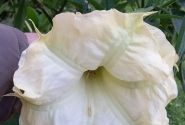 Brugmansia suavolens (Datura) SB Tilleul Menthe
