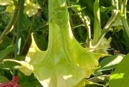 Brugmansia suavolens (Datura) SB Verveine Citronella