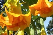 Brugmansia suavolens (Datura) SB Virgil