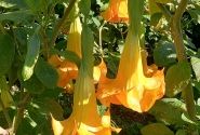 Brugmansia suavolens (Datura) SB Virgil