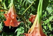 Brugmansia suavolens SB Ville Rose