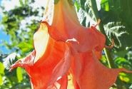 Brugmansia suavolens SB Ville Rose