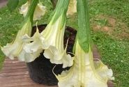 Brugmansia suavolens SB Yannick