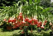 Brugmansia suavolens Theas liebling