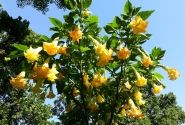 Brugmansia suavolens (Datura) Triple A