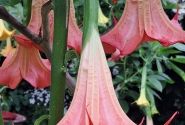 Brugmansia suavolens DS Zumba
